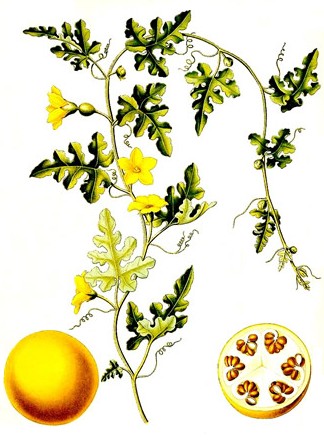 Citrullus Colocynthis